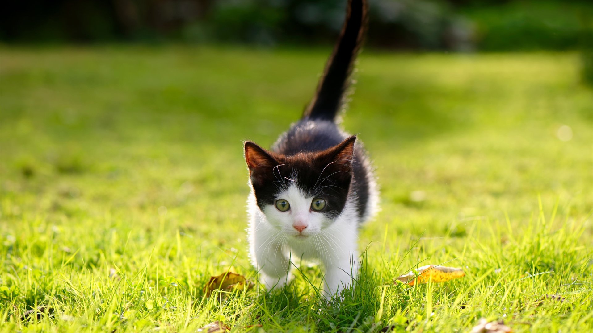 开云体育在线-F1新赛季揭幕战焦点战，阿尔及利亚新星决胜局力克西班牙传奇