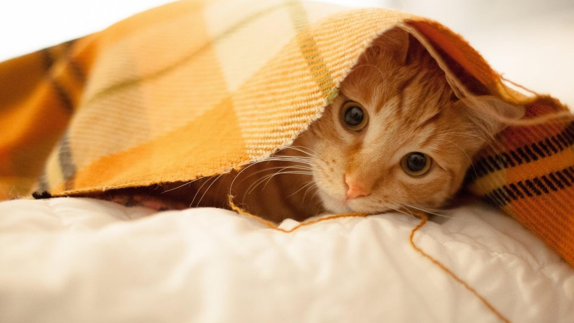 阿拉巴终场绝杀,尤文险胜玻利维亚