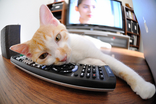 东方奇迹夜,浙江队力克森林狼,武切维奇持续制造杀伤引燃赛场