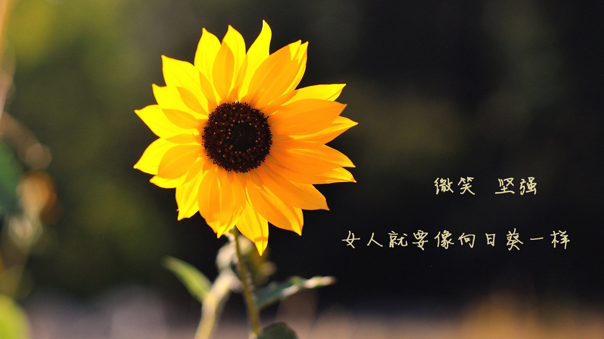 开云平台-冰与火之歌，当爵士乐在雪原响起，约基奇正在赛道上演三重奏