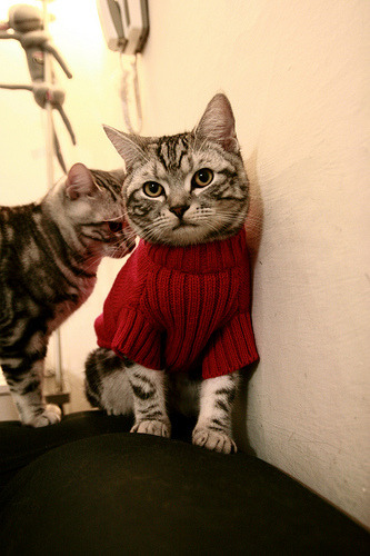 广厦队力克公牛夺冠，杰伦格林化身关键先生闪耀赛场