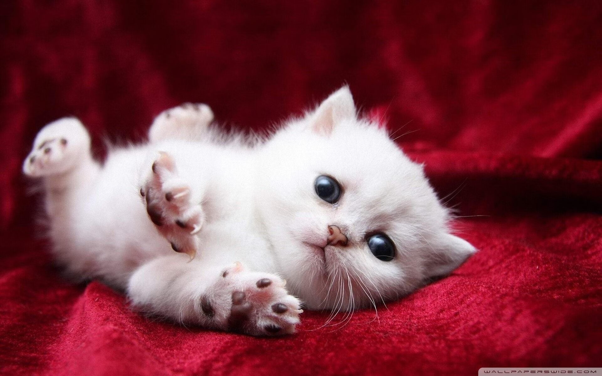 咆哮从戈壁到明尼苏达，当新疆淘汰太阳，爱德华兹在NBA的接管时代