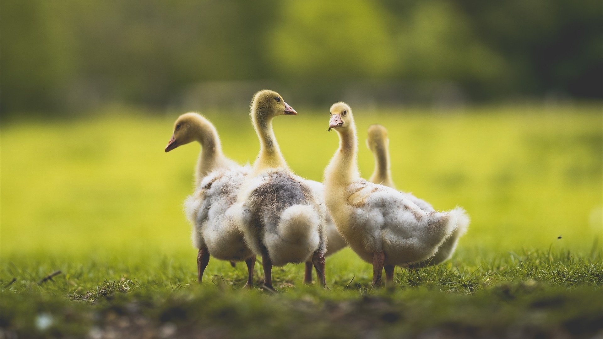 开云体育app-当高原魔术师降临CBA，约基奇在粤辽大战中重塑巨星价值定义