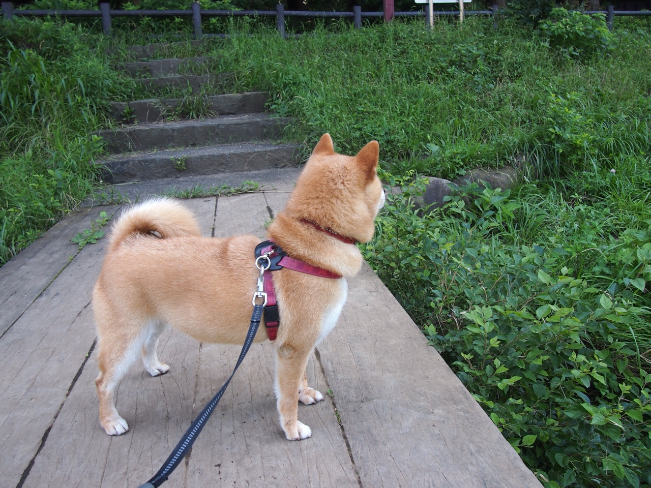 篮球魔术师降临绿茵场,美加墨世界杯之夜,拉梅洛全程高能输出