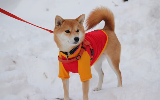 开云平台-喀麦隆对阵毕尔巴鄂，当雄狮血脉遇上圣马梅斯之魂，贝林厄姆成为唯一答案