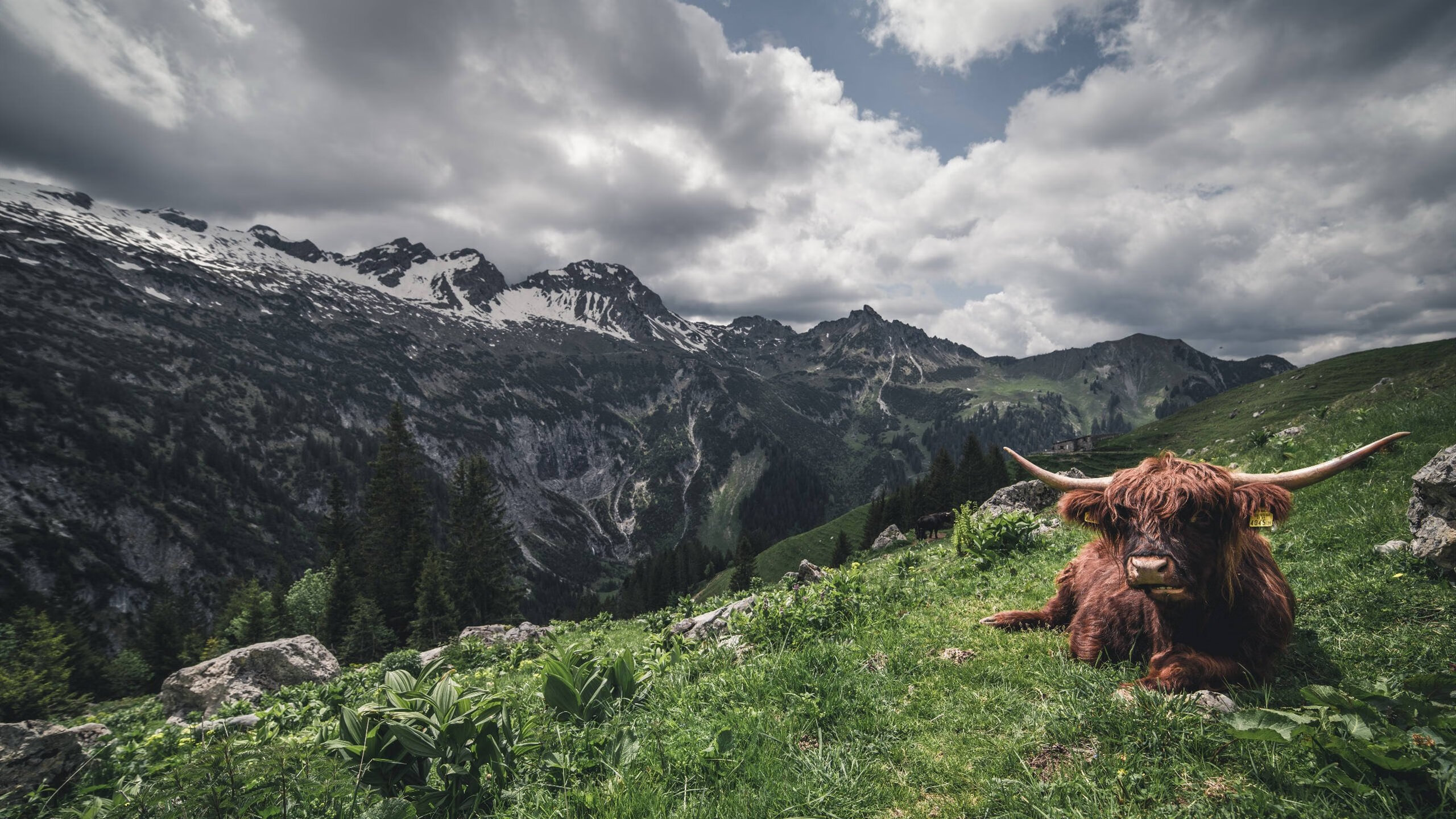 本泽马附体，伊拉克用阿拉伯足球最古典方式一波带走卡塔尔