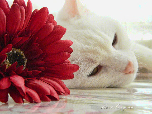 跨越边界的掌控艺术，当拜仁节奏遇见日本美学与篮球的终极接管