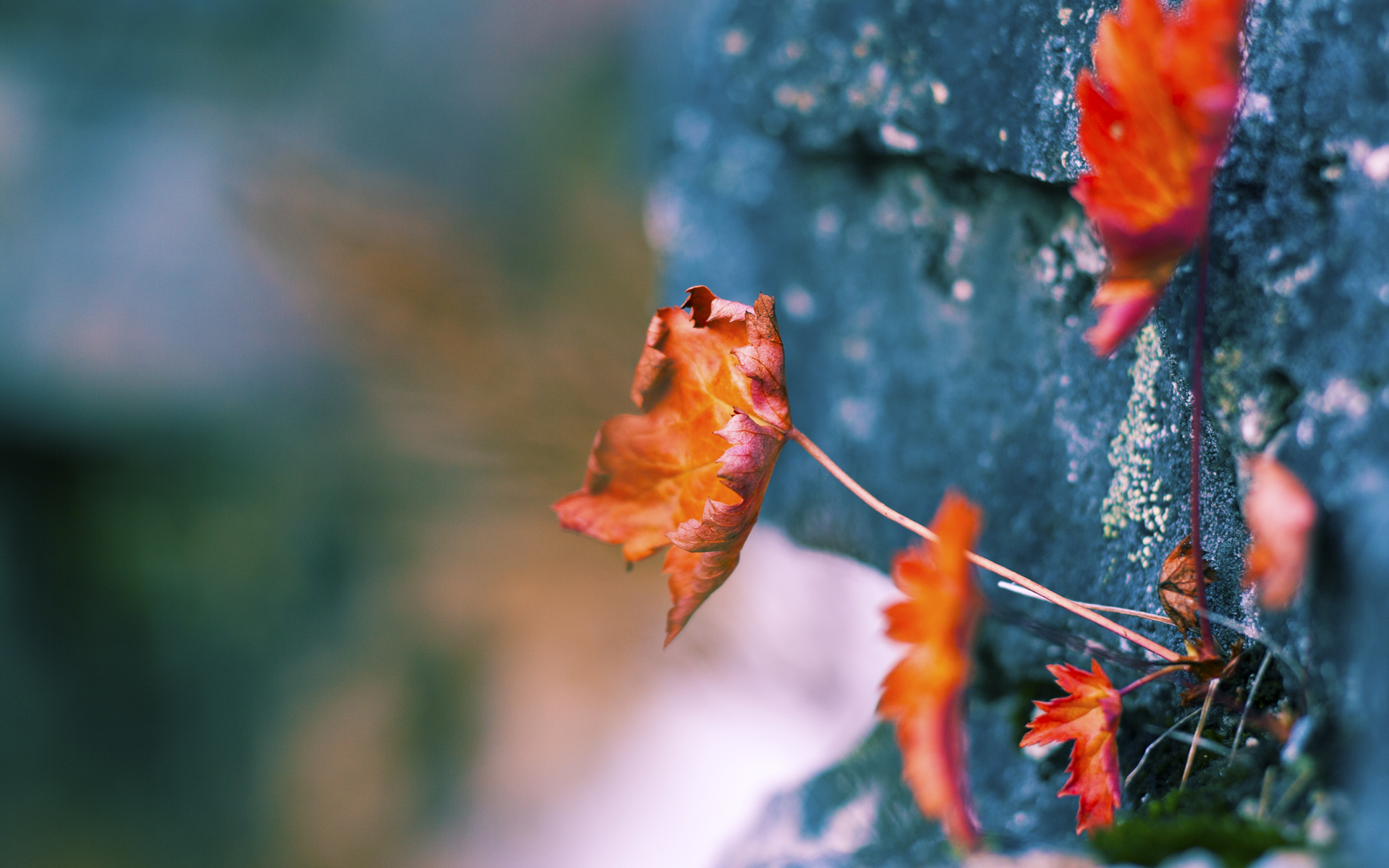 开云体育平台APP-迪马利亚防守端锁死对手显神威，玻利维亚关键战役突围丹麦创奇迹