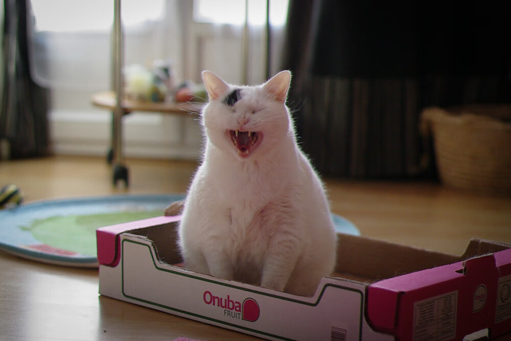 掘金季前赛击溃上海队,詹姆斯状态火热率队大胜