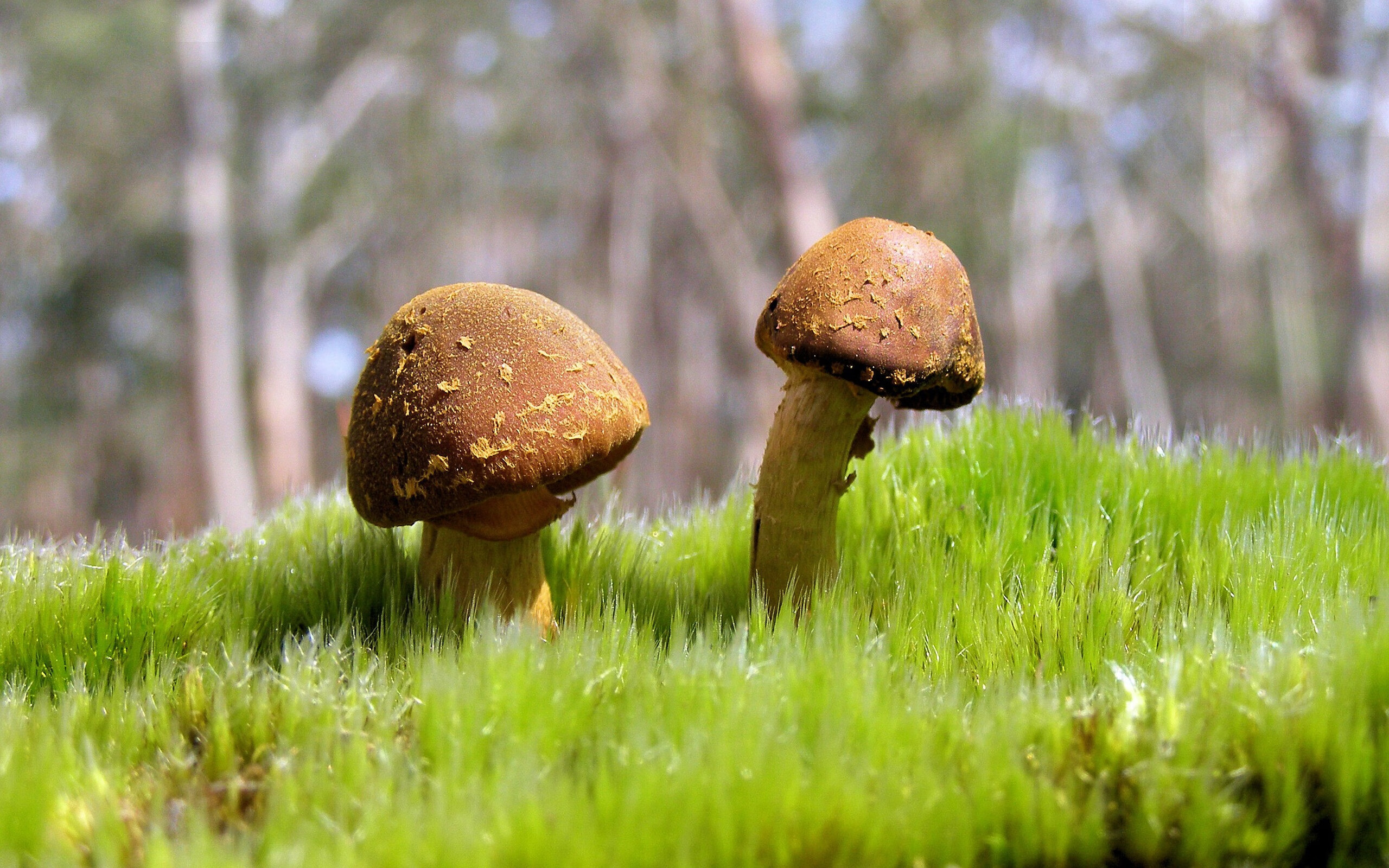 开云体育APP下载-贝林厄姆爆发难掩失利阴霾，爱尔兰强行终结切尔西欧冠征程