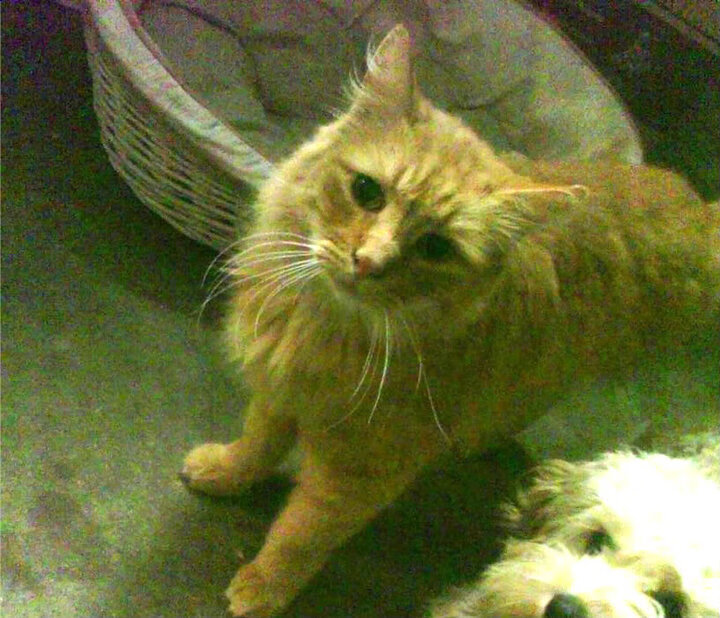 浙江队强势击败灰熊,克莱关键时刻彰显英雄本色