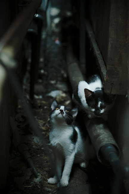 冷焰焚城,季后赛夜,杰伦·格林无人可挡的进攻风暴