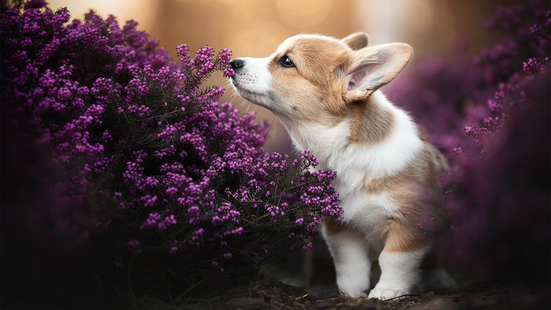 开云官网-洪流之下，当孔德的炮火点燃安达卢西亚之夜